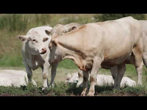 Våra värdefulla ekhagmarker