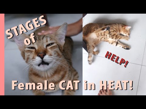 STAGES of a female cat in HEAT!