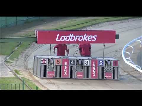 Bubbly Turbo Coming 3rd In Trap 6 In The Ladbrokes Gold Cup Heat 3 Race At Monmore. Xxxx