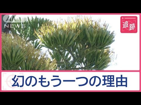 園芸 双子の花を持つリュウゼツラン
