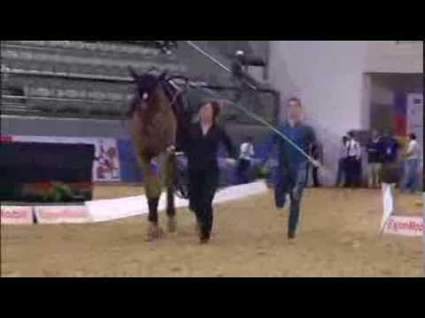 CVI Doha 2014 - Lukas Heppler - Free Style - Swiss Vaulters