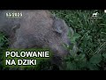 Polowanie Na Dziki SUDECKA OSTOJA 53 2025