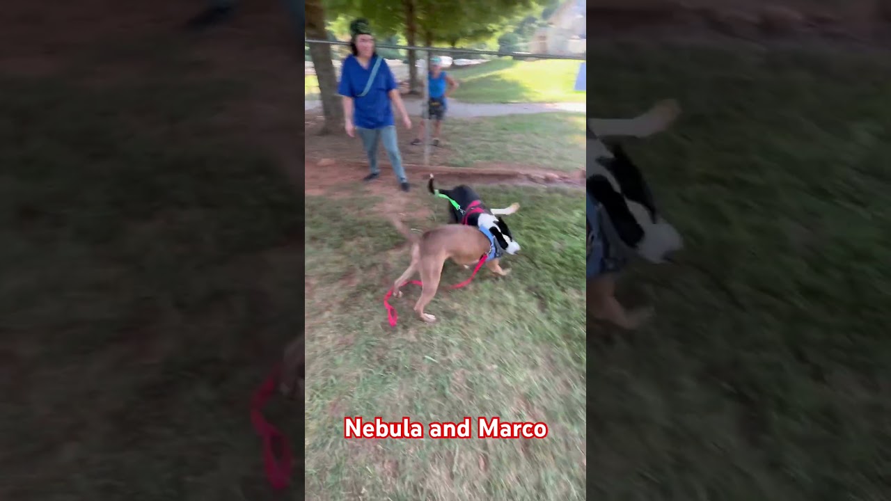Marco/Ari, a Adoptable American Staffordshire Terrier in Greenville, SC video 6/6