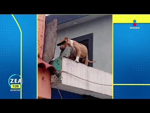 Perro lanza tabique a cobrador  | Noticias con Francisco Zea