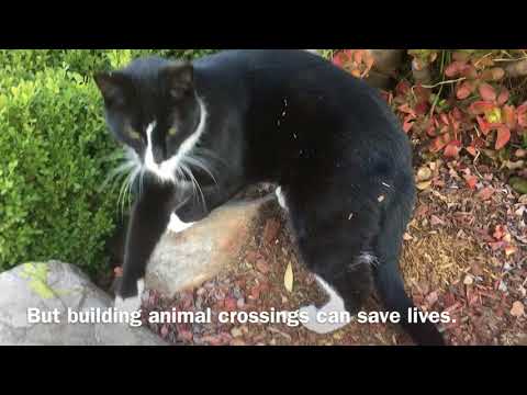 BCM207 Project - Daina Fuller