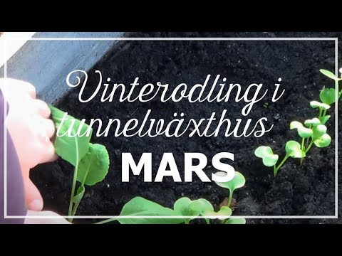 Vinterodling i tunnelväxthus mars 2016