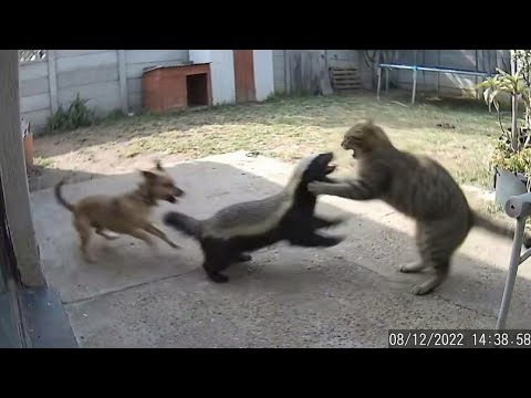 CCTV 🐈 A Brave Cat Saves His Dog Friend From Wild Animals | Caught on Camera #3
