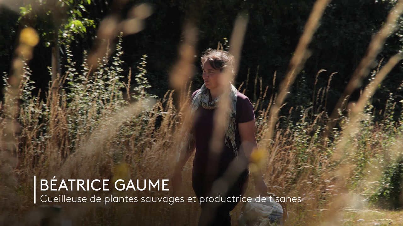 Béatrice cueille les plantes sauvages en Montagne de Reims