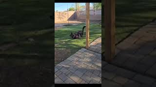 Video preview image #1 Holland Shepherd-Unknown Mix Puppy For Sale in Chandler, AZ, USA