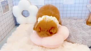 ハーフ犬の動画01