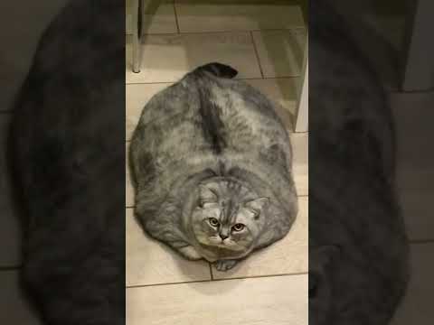 Boy you thick fat cat