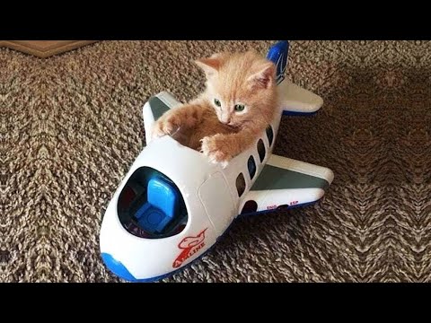 Funny cats shorts #2/ #shorts