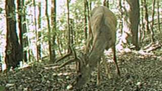 preview picture of video 'Deer Hunting Bow Hunting West Virginia'