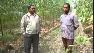 preview picture of video 'Farmer Says Yash Agro Helped Him Grow Eucalyptus [Hindi]'