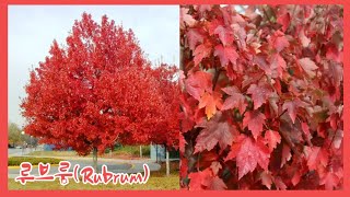 단풍나무 품종 1등! 미국 단풍 소개합니다! 루브룸(Rubrum)