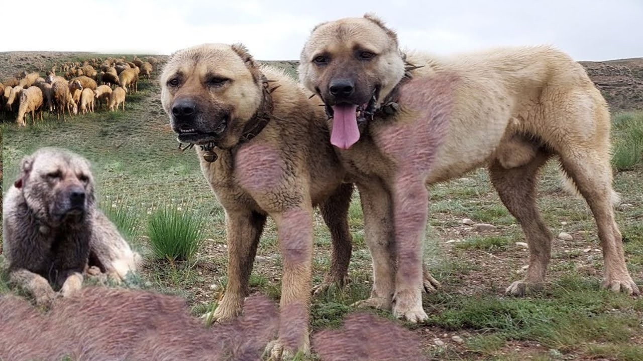 Kangal - The Giant with the Strongest Bite in the World! Calmly Killing a Wolf!