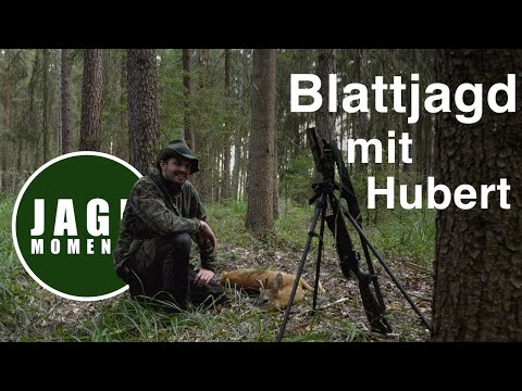 Leaf hunting in the forest with Hubert | Hunting moments with friends | Episode 6