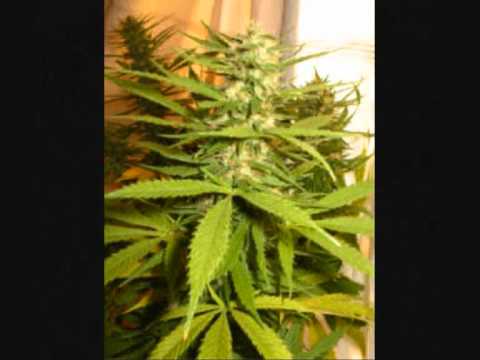 OTR ft Mc Don ACT ft Artz ACT - hapni rrugen By KinG