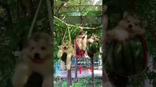 Download lagu deba tahimik cela mp3 Download lagu deba tahimik cela mp3