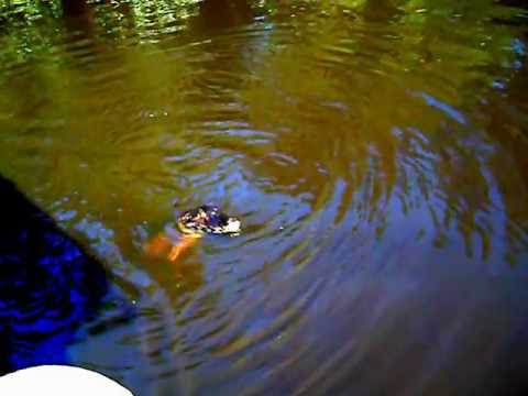 Alimentando o Jacaré com as piranhas...