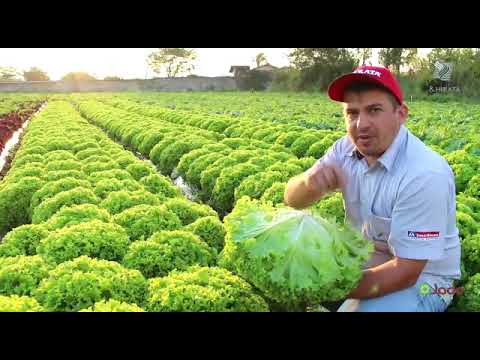 Sementes de Alface Crespa Jade Calagem e Adubação de Cobertura