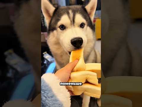 Кто получил самый большой кусок хлеба? Смотри до конца! 🔥🐶🐾🥖