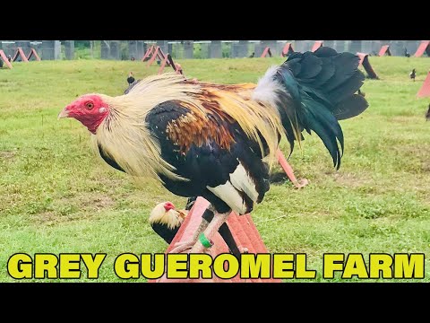 Mexico Giro Grey - Beautiful Birds GUEROMEL FARM