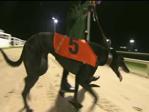 2017 ECC TIMBER BITCHES STANDARD - T1 MORETON MADRAS