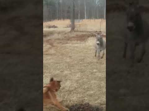 , title : 'Dog gets shocked by electric fence'