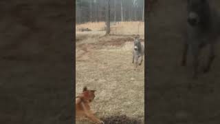 Dog gets shocked by electric fence