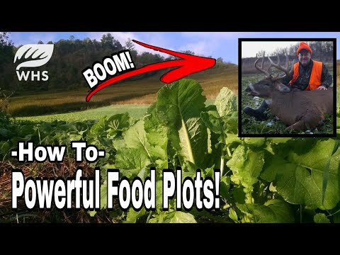 How To Plant Powerful Brassica Food Plots
