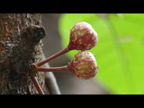 「知本國家森林遊樂區─返璞歸真 」植物篇