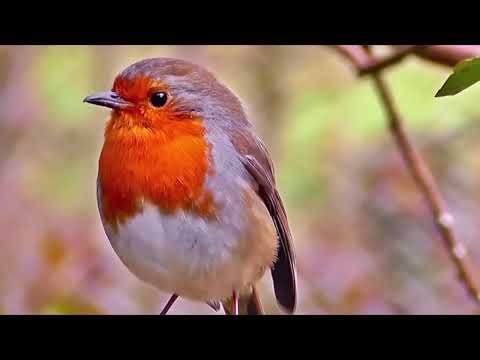 OPwekking 654 De vreugde van U