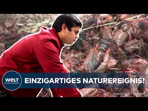 JAHRHUNDERT-EREIGNIS: Gigantische Zikaden-Invasion wird über Nordosten der USA rollen