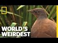 World's Weirdest - Bird Mimics Chainsaw, Car Alarm and More