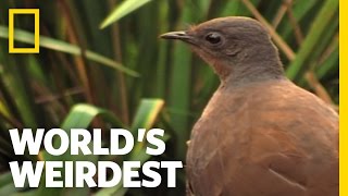 World's Weirdest - Bird Mimics Chainsaw, Car Alarm and More