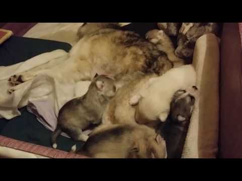 Cuccioli Husky Nairi