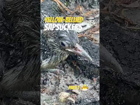 Immature Yellow-bellied Sapsucker Part 1 | 🐦 Nature’s Sap-Drilling Specialist!