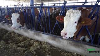 Agroplanet Livestock - Kamil Dogan Hayvancilik Farm
