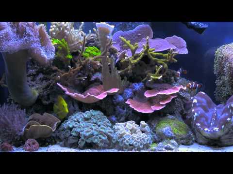 BluScenes: Scenic Aquarium (Coral Reef tank) - NEW!