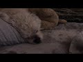 Sleepy Time With Ernie