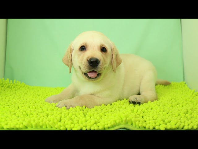 ブリーダー/ショップマロニエケンネル　MARRONNIER KENNELのラブラドール・レトリーバーで番号が2907です