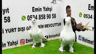 Bu akşama özel bomba kuşlarla mezattayız🕊️🏆💯‼️