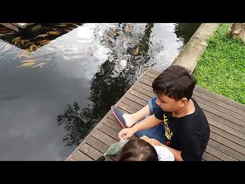 Khalisa dan abang mikail di kuntum farmfield(1)