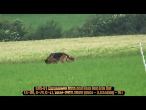 2016 WUSV Universalsieger in Paderborn RUS-01 Nera fom Irin Hof A=90