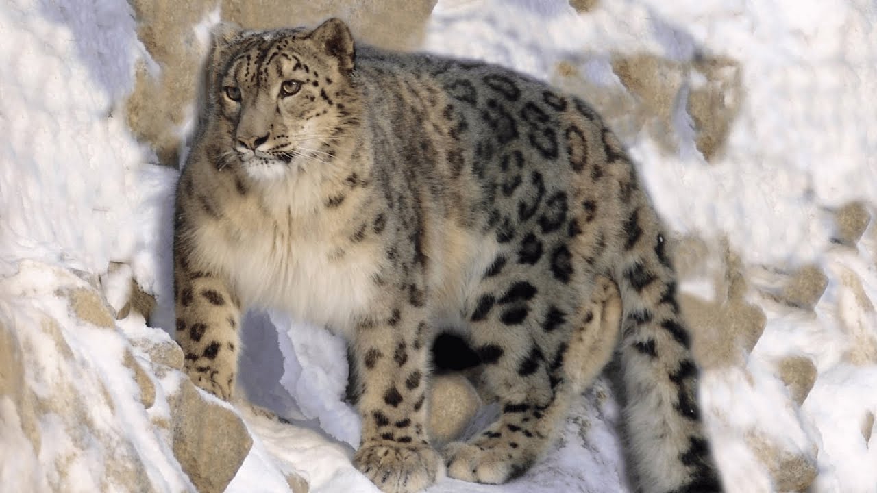 Snow Leopard Evolution | Animals Summary