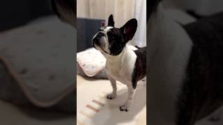 今年もこの季節！フレブルの予防薬始めました🐾