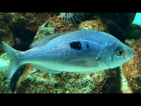 Spicara maena