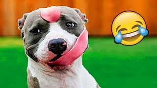 Я РЖАЛ ПОЛ ЧАСА | Приколы с Животными 2019 | Смешные Коты и Собаки
