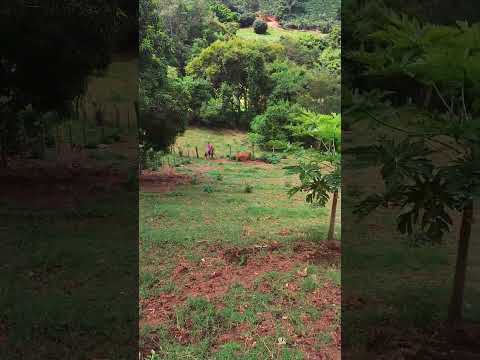 #roça #lidadecampo #vidarural #agro #vidanocampo #animals #trabalhonocampo #lidanocampo